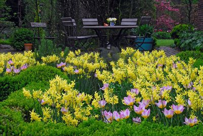 Narcissus Hawera, Daffodil Hawera, Tulip Lilac Wonder, Tulip Bakeri Lilac Wonder